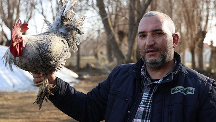 'Anne' Diye Bağıran Horoz Elazığ'ın Gündeminde!