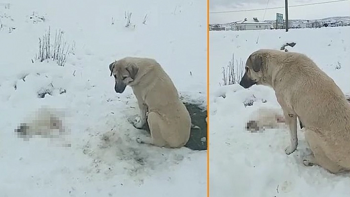 Anne Köpek Ölen Yavrusunun Başından Ayrılmadı