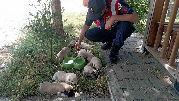 Anne köpek ve yavruları, jandarma tarafından barınağa teslim edildi