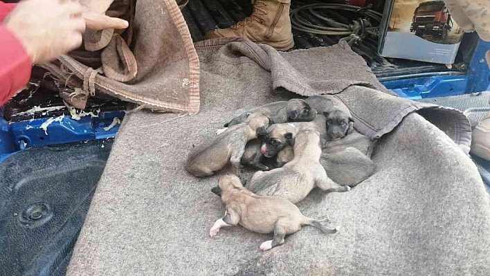 Anne ve yavru köpeklere jandarmadan şefkat eli