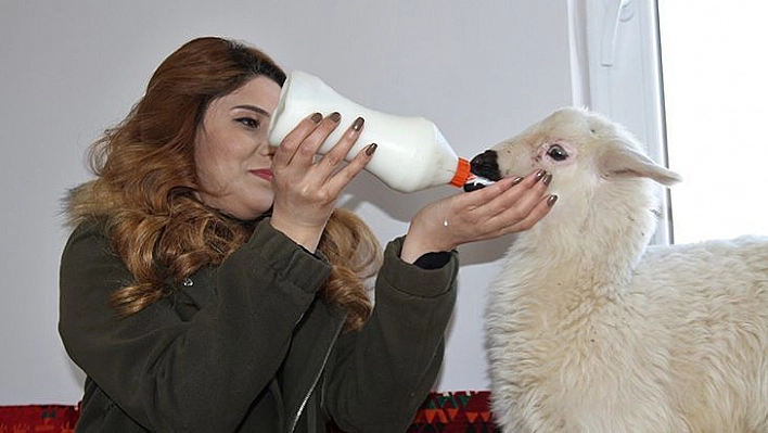 Annesi Ölen 'Rıfkı'yı' Ev Ortamında Biberonla Besliyorlar