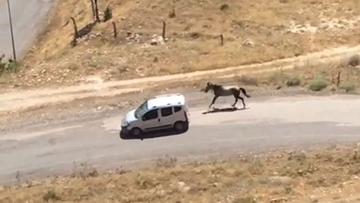 Atı aracın arkasına bağlayıp koşturan şahsa ceza