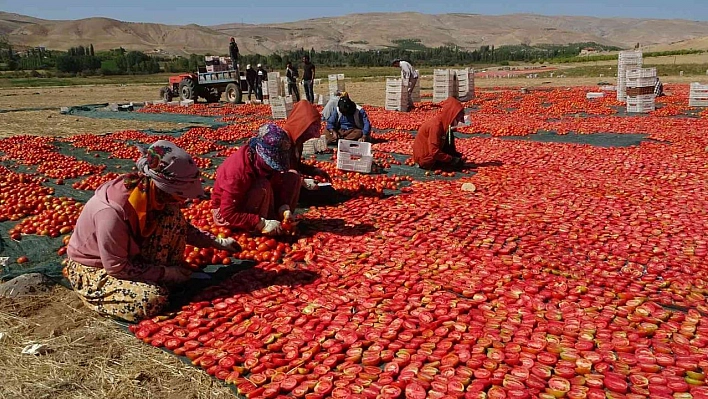 Avrupa'nın kuru domatesi Malatya'dan