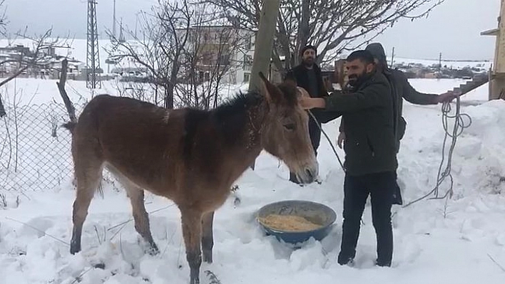 Ayağı kırılan katıra vatandaşlar sahip çıktı