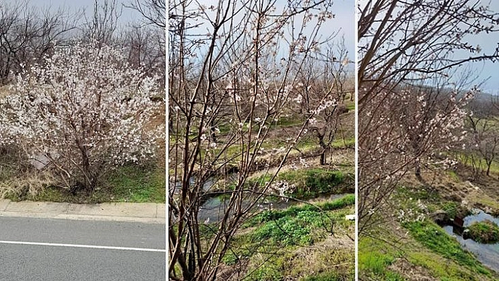 Badem Ağaçlarından Bahar Müjdesi