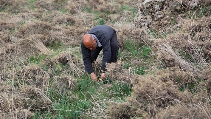 Bağışıklıktan, saç dökülmesine kadar etkili 'Gulik'in mesaisi başladı