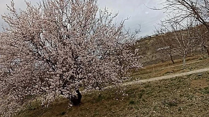 Baskil'de badem ağaçları çiçek açtı