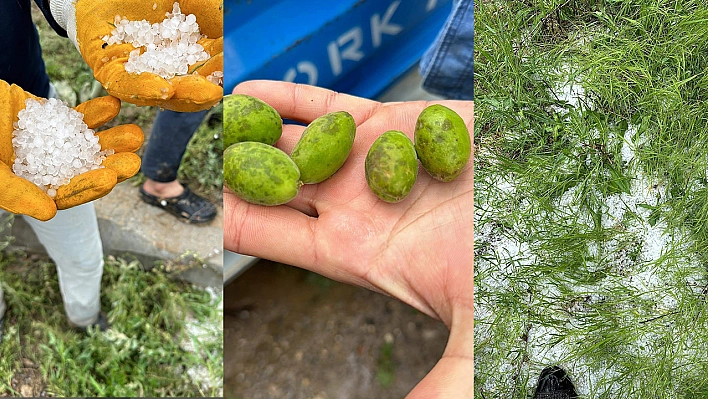 Baskil'de Dolu Kayısıyı Vurdu