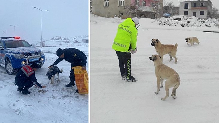 Baskil Kaymakamlığı sokak hayvanlarını unutmadı