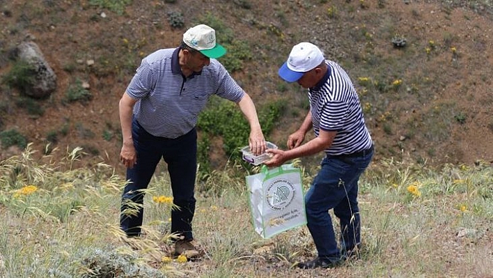 Baskil Ters Lalesi Tohum Toplama Çalışması Yapıldı