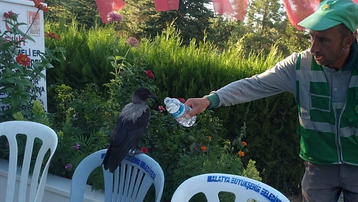 Baygın Bulduğu Kargayı Lokumla Besledi