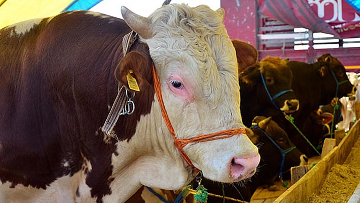 Bayram Geliyor! Kurban Fiyatları Belli Oldu