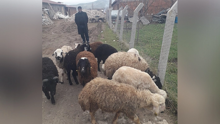 Belediye devreye girdi, kayıp düge ve koyunlar bulundu