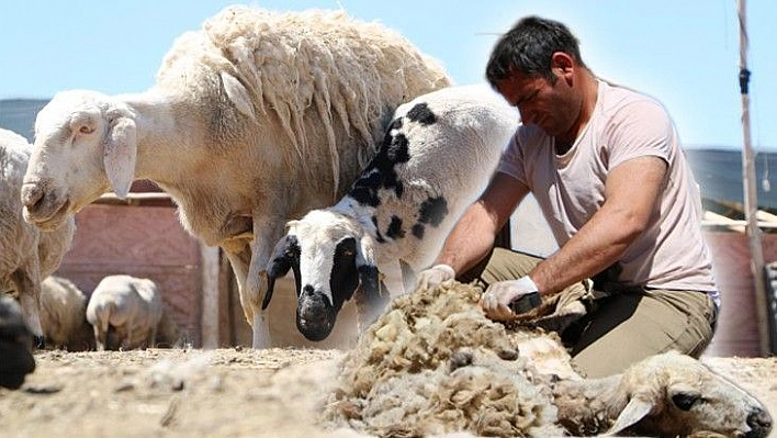 Besicilerin koyun kırkma mesaisi başladı