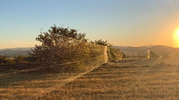 Bıldırcın yakalamak için 100 metrelik kaçak ağ çektiler