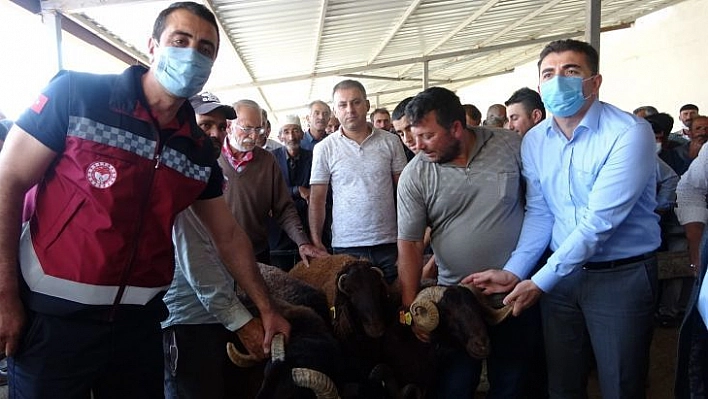 Bingöl'de 139 üreticiye 516 adet damızlık koç ve teke dağıtıldı