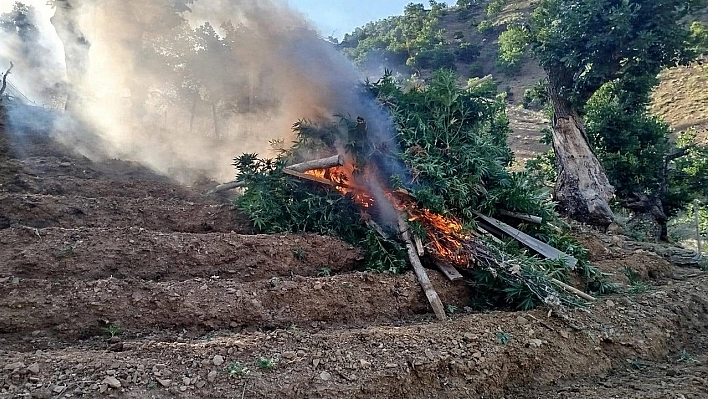 Bingöl'de 15 bin kök kenevir ele geçirildi