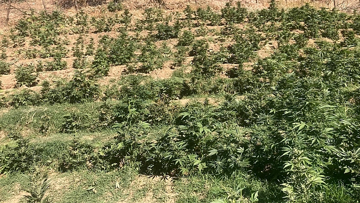Bingöl'de 19 bin kök skunk bitkisi ele geçirildi