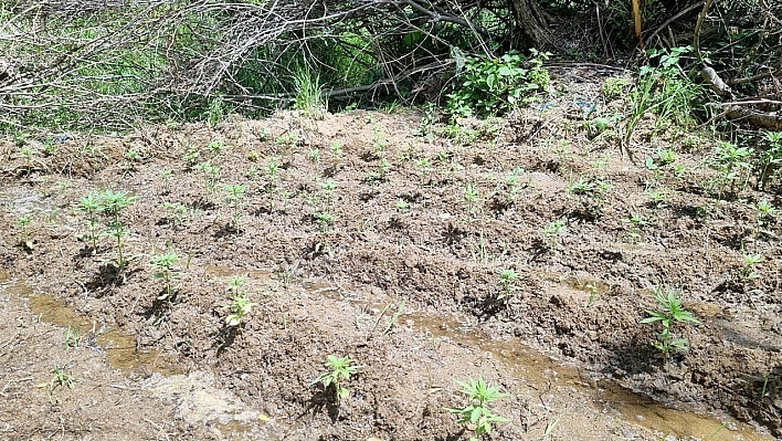 Bingöl'de 330 kök kenevir ele geçirildi