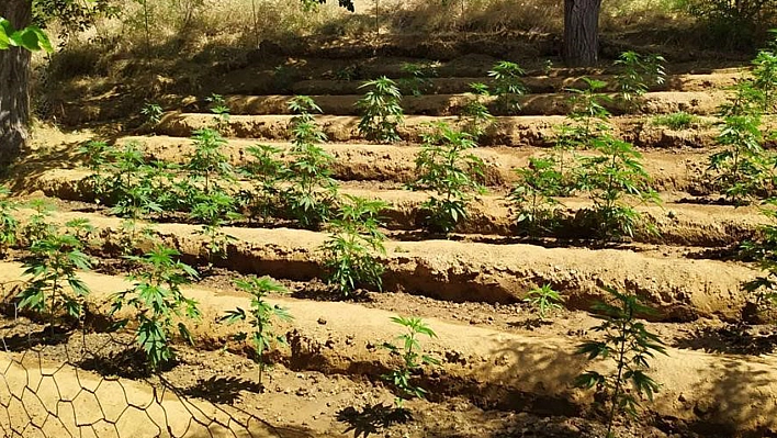 4 Bin Kök Kenevir Bitkisi Daha Ele Geçirildi