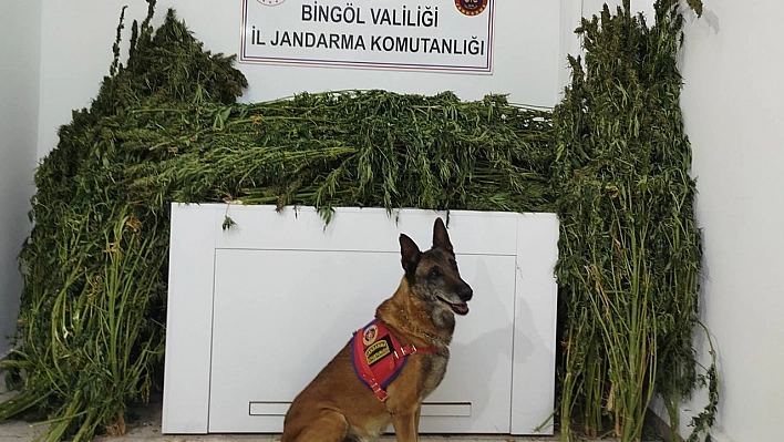 Bingöl'de 91 kilo esrar ele geçirildi