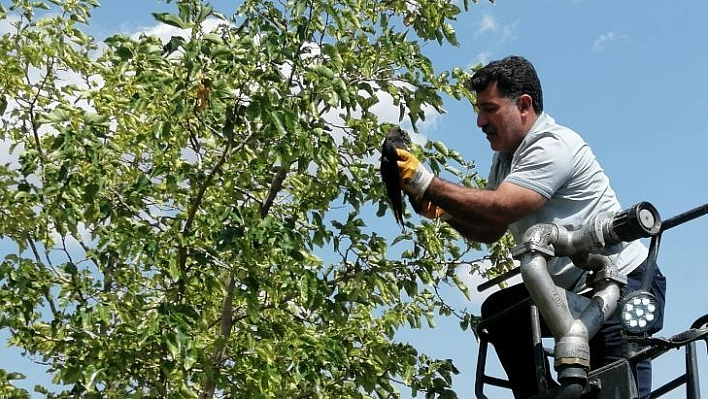 Bingöl'de ayağı ağaç dalına takılı kalan karga kurtarıldı
