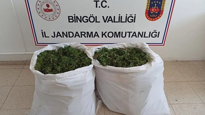 Bingöl'de bin 473 kök kenevir ile 23 kilo skunk ele geçirildi