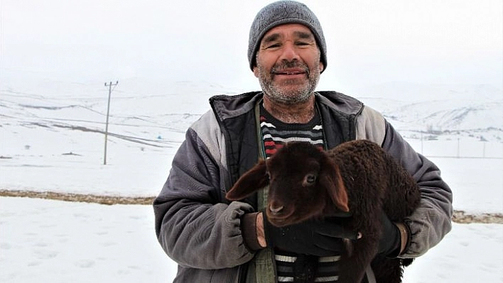 Bingöl'de dayanışma örneği, telef olan 95 kuzusu yerine 95 kuzu verildi