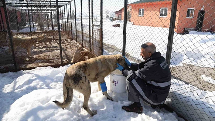 Bingöl'de hasta ve yaralı köpek, tedavi altına alındı