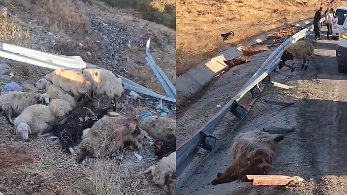 Bingöl'de hayvan taşıyan kamyon şarampole yuvarlandı: 2 yaralı, çok sayıda küçükbaş telef oldu