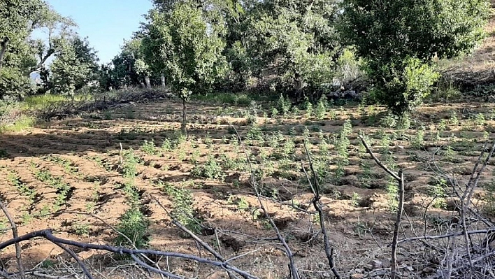 Bingöl'de iki tarlada 7 bin kök kenevir ele geçirildi