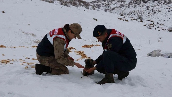 Bingöl'de jandarma, sokak ve yaban hayvanlarını unutmadı