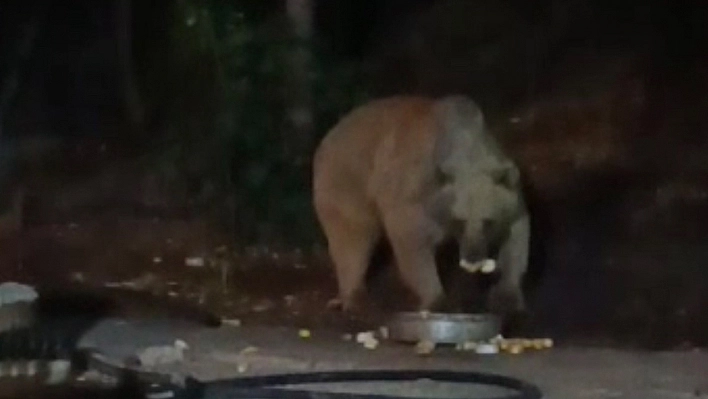 Bingöl'de şantiye alanına inen ayı karnını doyurdu