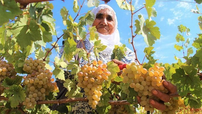 Bingöl'de terörden temizlenen bölgeler çiftçinin yüzünü güldürüyor