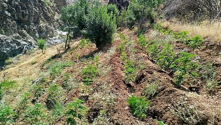 Bingöl'de uyuşturucu operasyonu