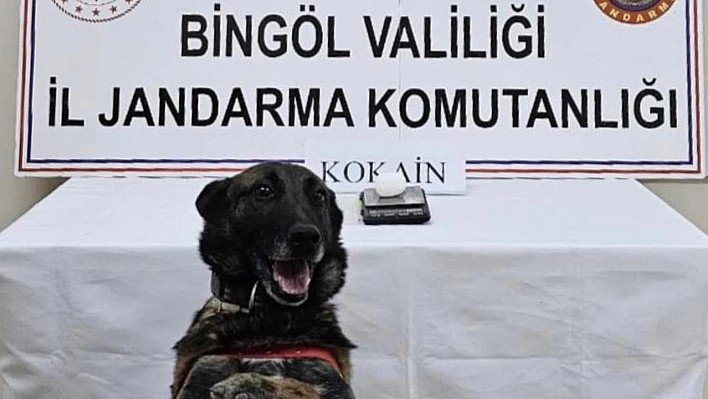 Bingöl'de uyuşturucu operasyonu: 1 kişi tutuklandı