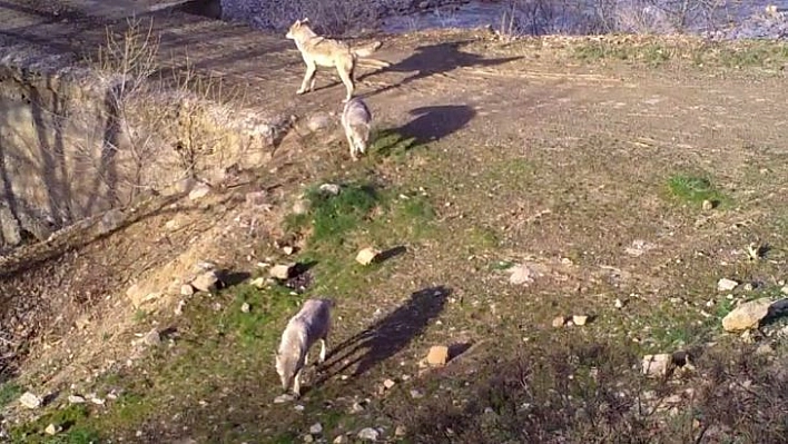 Bingöl'de yaban hayatı fotokapanlara yansıdı