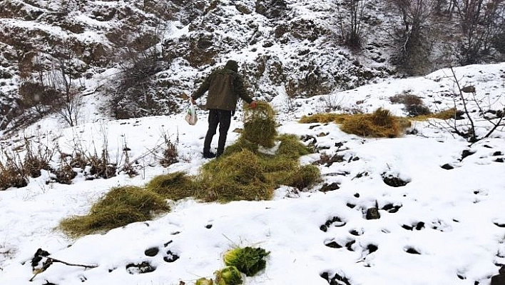 Bingöl'de yaban hayvanları için doğaya yem bırakıldı