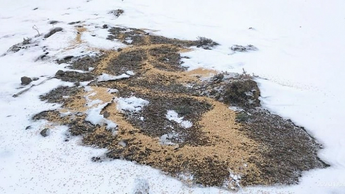 Bingöl'de yaban hayvanları için doğaya yem bırakıldı