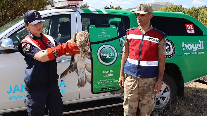 Bingöl'de yaralı kartal jandarma ekipleri tarafından bulundu, tedaviye alındı