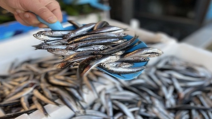 Bir ilde hamsinin kilosu 40 TL'ye düştü