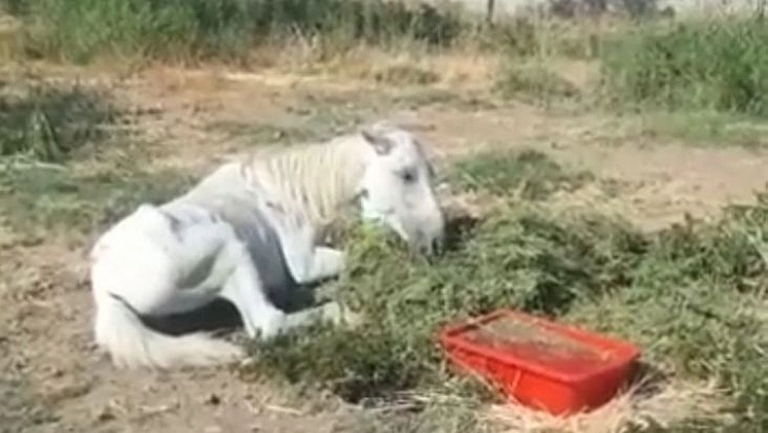 Bitkin halde bulunan at tedavi altına alındı