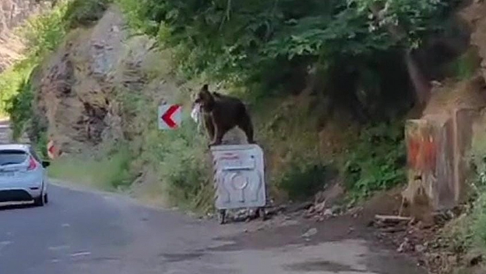 Bozayıdan Beklenmeyen Performans