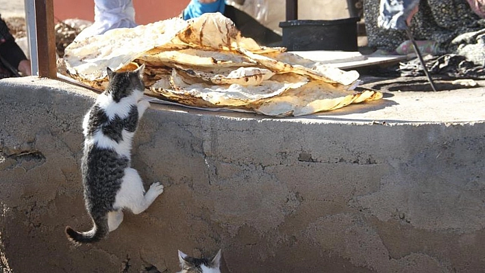 Bu da 'Ekmeğinin peşinde koşan' kedi