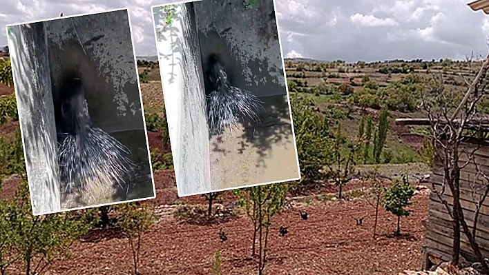 Bu da Elazığ'da Görüntülendi: Görenler Şaştı Kaldı!