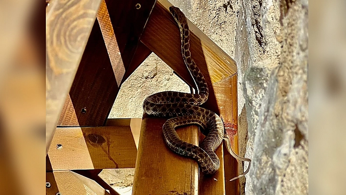 Camii Avlusunda Yılan  