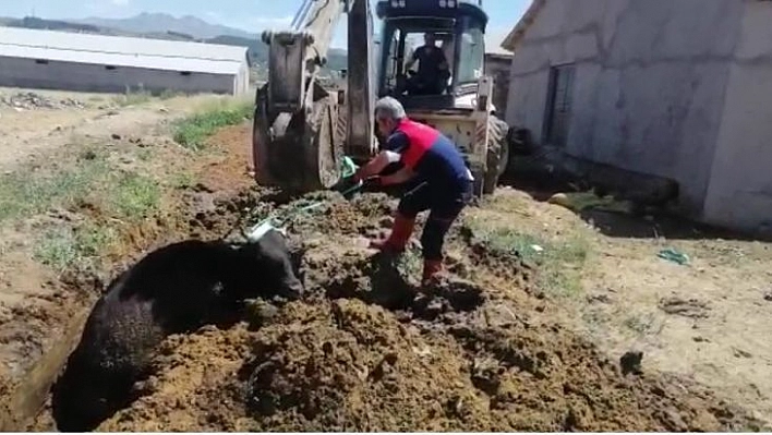 Çamura saplanan ineği itfaiye ekipleri kurtardı