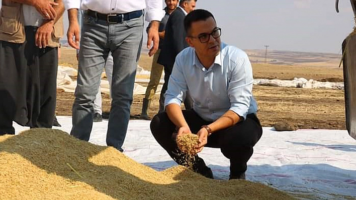 Çermik'te Çeltik Pirinci  Hasadından Beklenti Yüksek