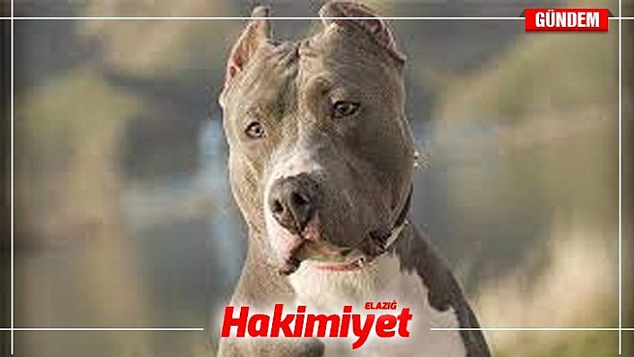 Çevre Bakanlığı, 81 ilin valilik ve belediyelerine sahipsiz hayvanlarla ilgili genelge gönderdi