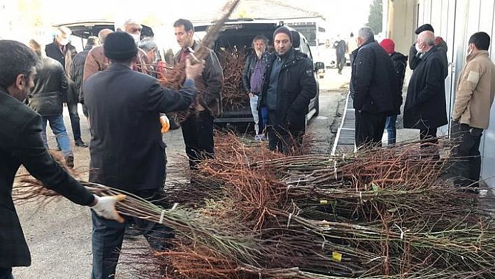 Çiftçiye 68 Bin 500 Adet Badem Fidanı Dağıtıldı